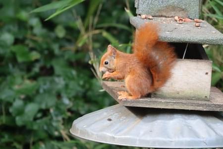 Red Squirrel Feeding