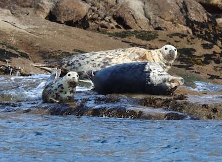 Grey Seal Family