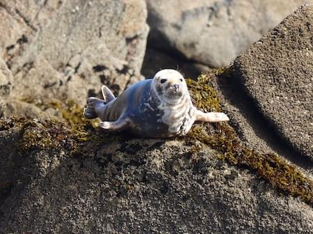 Grey Seal Pup