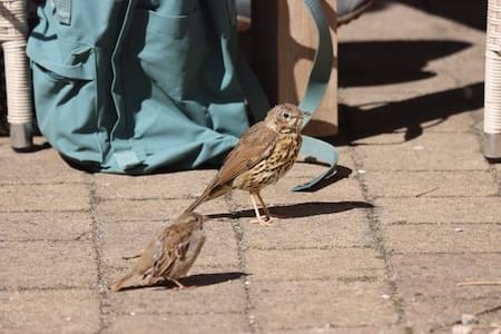 Song Thrush