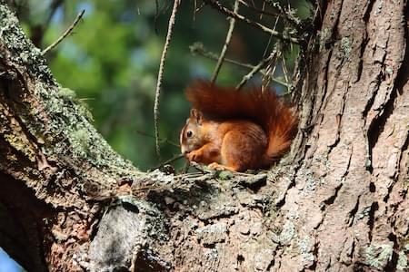 Red Squirrel