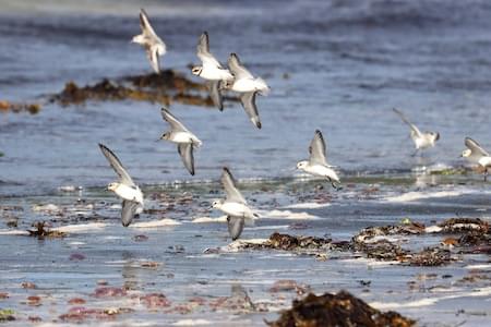 Waders on the Shore