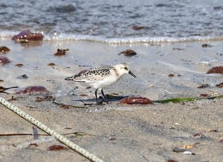 Sanderling