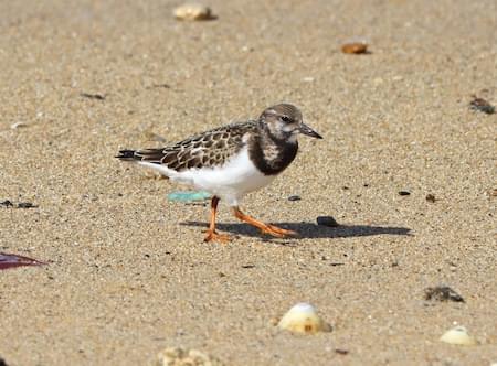 Turnstone