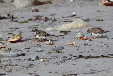 Turnstones