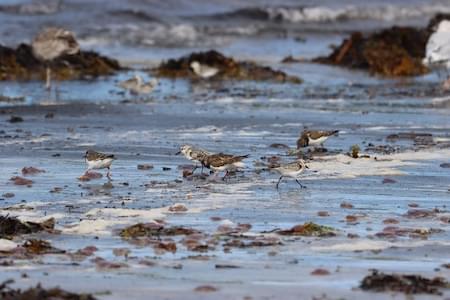 Waders on Town Beach