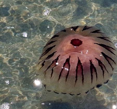 Compass Jellyfish