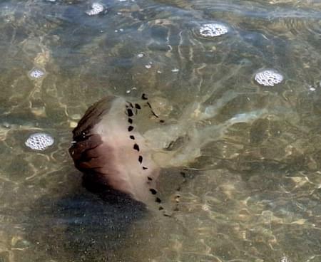 Compass Jellyfish