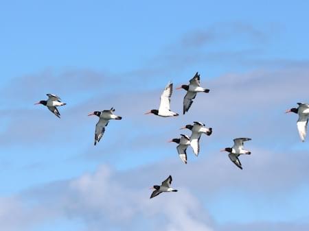 Oystercatchers in Flight