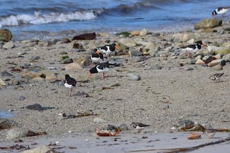 Oystercatchers and Waders