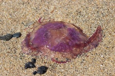 Poisonous Purple Jellyfish