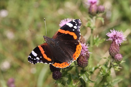 Red Admiral