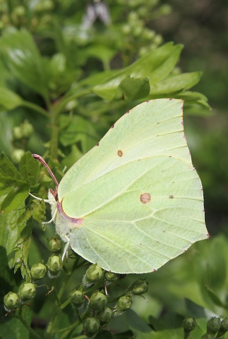 Brimstone female