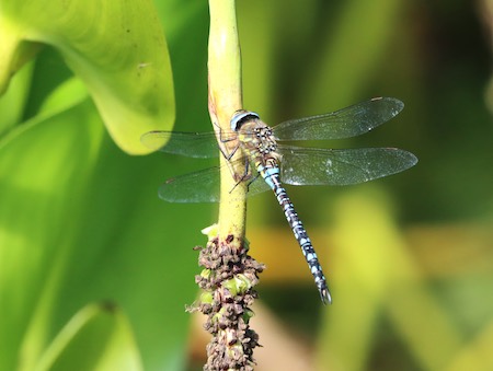 Migrant Hawker