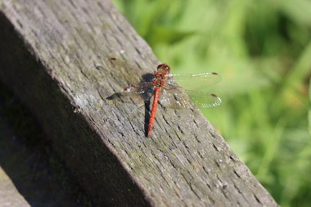 Common Darter