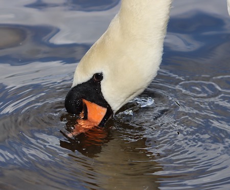 Mute Swan Drinking