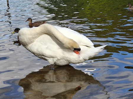 Mute Swan spreading oil