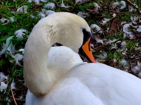 Mute Swan preening