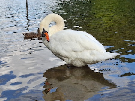 Mute Swan preening