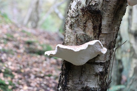 Bracket Fungus