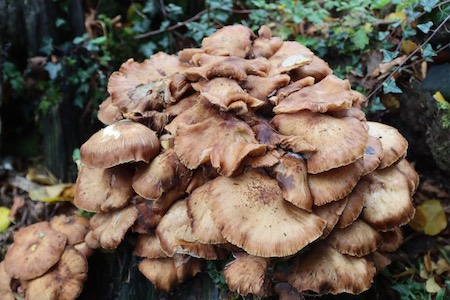 Fungi on a tree