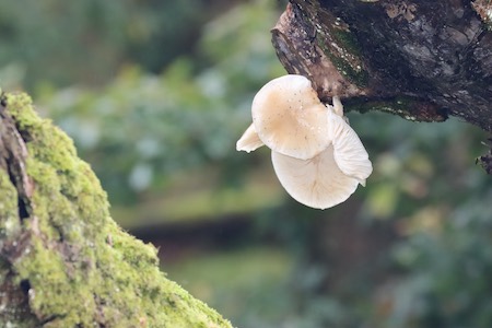 Oyster Fungus