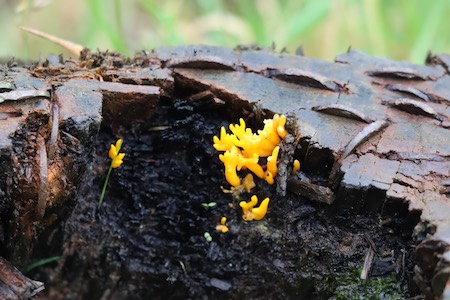 Fungus on a Tree Stump