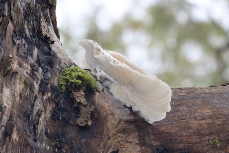 Oyster Fungus