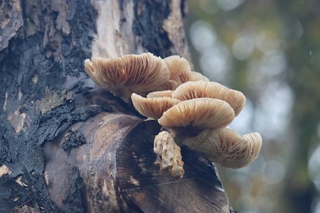 Oyster Fungus