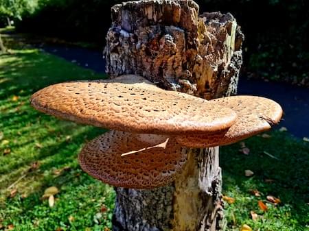 Bracket fungus in Littleton Lane