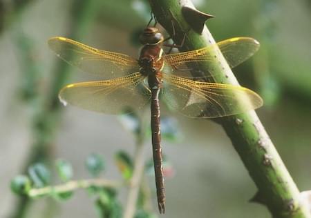 Brown Hawker