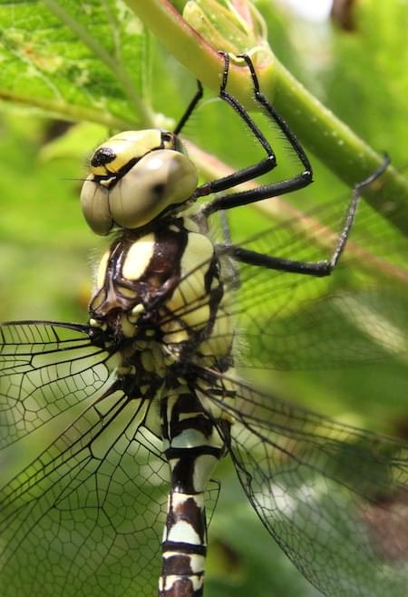 Southern Hawker close up