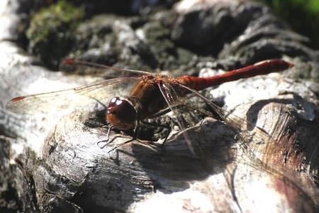 Common Darter