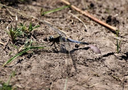 Black Tailed Skimmer