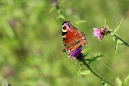 Peacock Butterfly