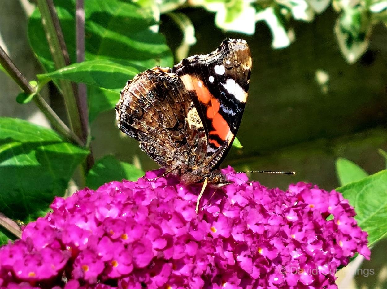 Red Admiral