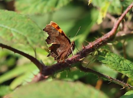 Comma Butterfly