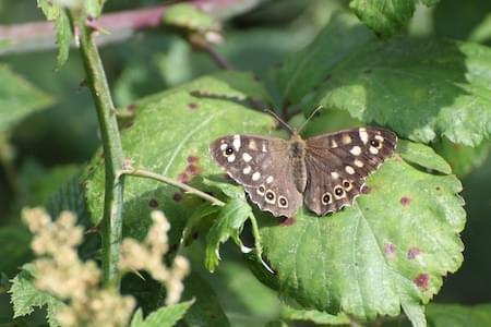 Speckled Wood