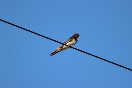 Swallow