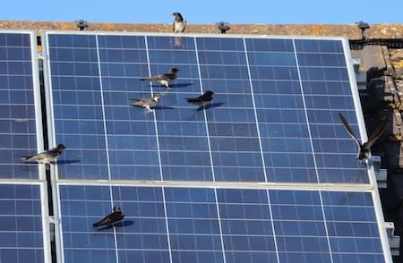 Swallows after insects