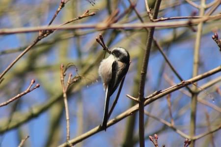 Long Tailed Tit